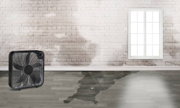 Best Local water damage restoration  in Westway, TX